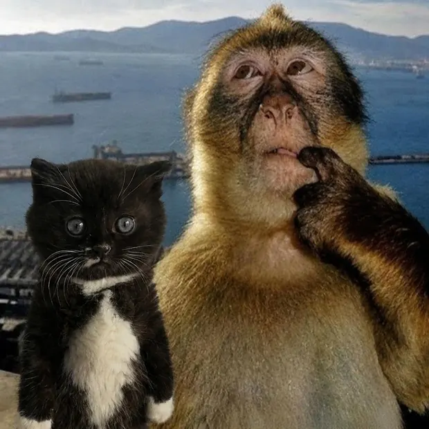 MOKI standing upright next to a macaque on a headland above a harbour