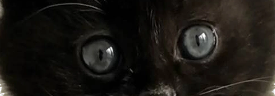 Close crop of MOKI's pale blue-grey eyes