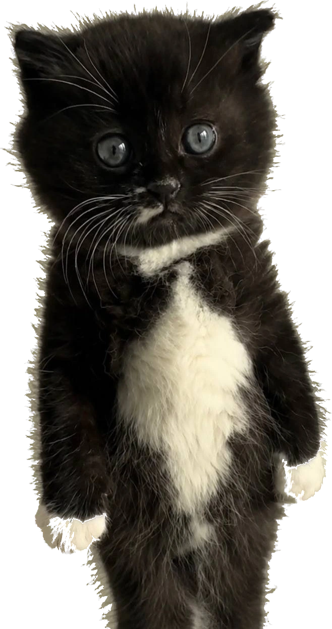MOKI standing upright, staring at camera