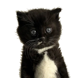 MOKI